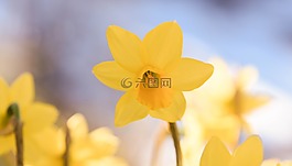 水仙,花,黃色