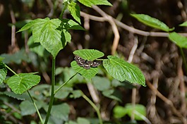 蝴蝶,性質(zhì),昆蟲