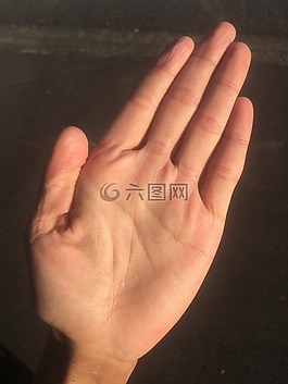 手掌,手,手指