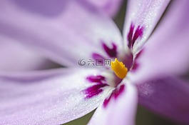 花,紫色,特寫(xiě)