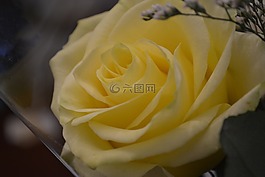 玫瑰,黃色,愛(ài)