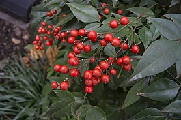 漿果,植物,植物學(xué)