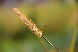 草,關(guān)閉,性質(zhì)