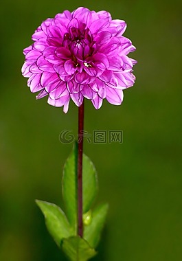 花,嬌琴紗,廠