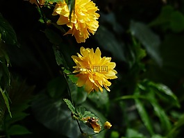 开花,黄色,布什