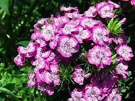 中国的康乃馨,花卉,丁香
