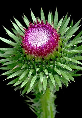 蓟,开花,紫