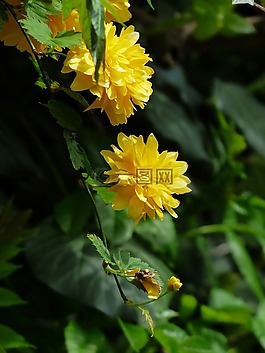 开花,黄色,布什