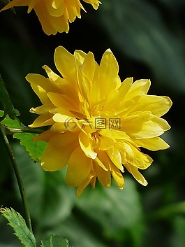 開(kāi)花,kerrie,黃色