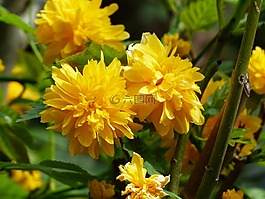 开花,黄色,布什