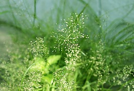 草,天性,壁紙