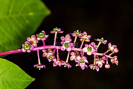 美洲商陸,開(kāi)花,宏