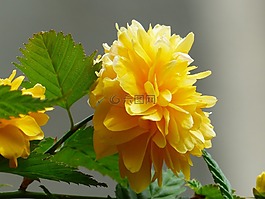 开花,黄色,布什