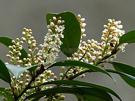 杏 laurocerasus,布什,開花