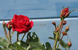 粉色,紅色,花