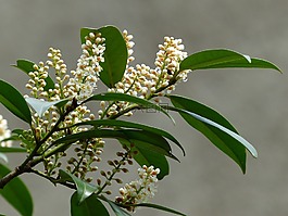 杏 laurocerasus,布什,開花