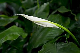 花,的,白