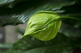花,的,白