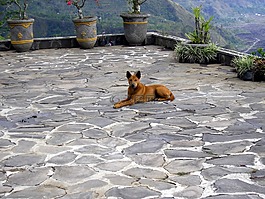 dingo,亚洲,狗