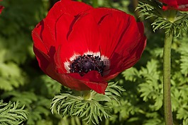 花,銀蓮花,春天