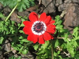 銀蓮花,燈泡,花