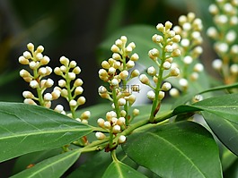 杏 laurocerasus,芽,布什
