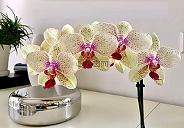 蘭花,花,廠