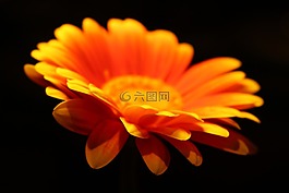 深度的字段,橙色,花