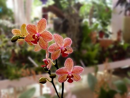 蘭花,花,廠