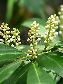 杏 laurocerasus,芽,布什