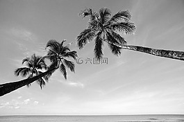 椰树,大海,黑白