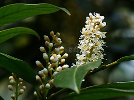 杏 laurocerasus,芽,布什
