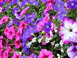 鮮花,開花,廠