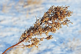 雪,冬天,南達科他州