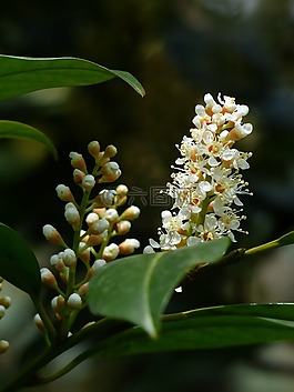 杏 laurocerasus,芽,布什