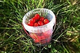 葡萄番茄,番茄,蔬菜