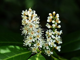 杏 laurocerasus,开花,白