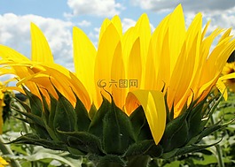 向日葵,花,黃色