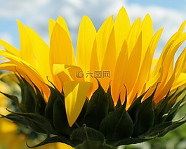 向日葵,花,黃色