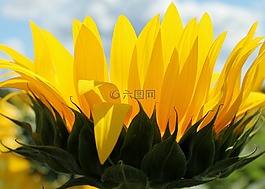 向日葵,花,黃色