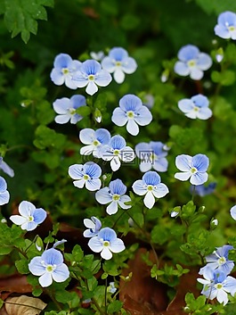 chamaedrys,花,開花