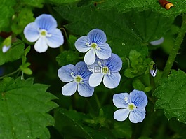 chamaedrys,花,開花