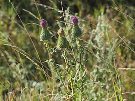 花,植物群,動物區(qū)系