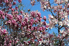 藍(lán)天,花,樹