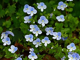 chamaedrys,花,開花