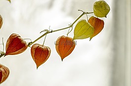 植物,燈籠,中國