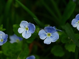 chamaedrys,花,開花