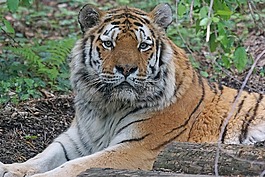 amurtiger,虎,猫