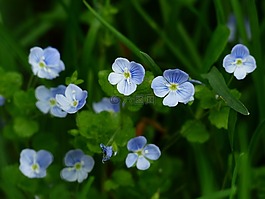 chamaedrys,花,開花