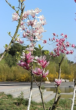 藍(lán)天,花,樹